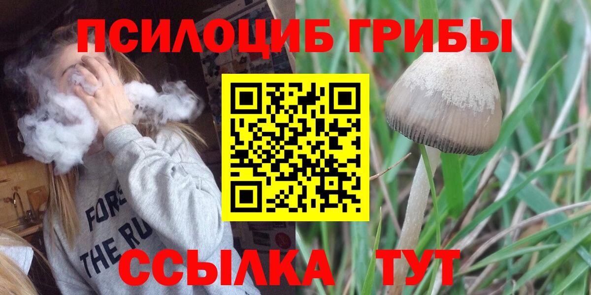 Псилоцибиновые грибы Cubensis Армавир